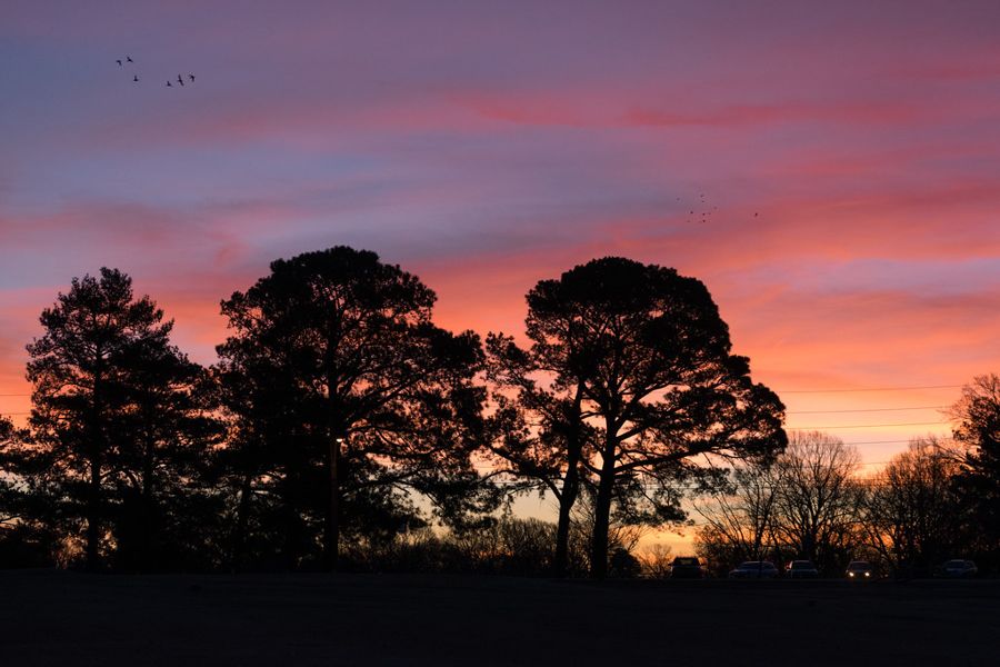 Pink sunset glowing behind a line of dark trees